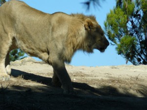 Leucate 2007 Frankreich